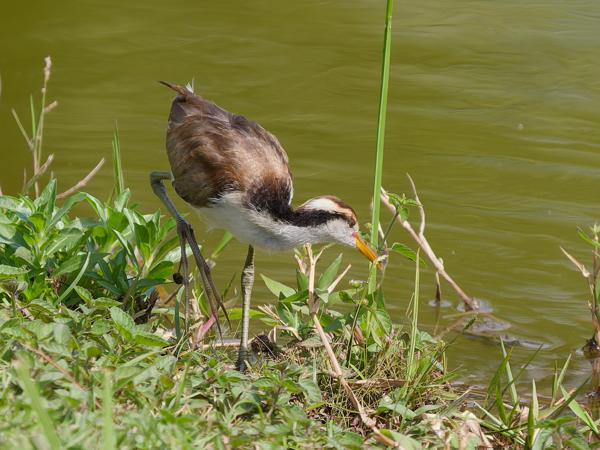 Leljacana (Jacana jacana)